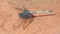 Orthetrum julia (Julia Skimmer) male 2.JPG